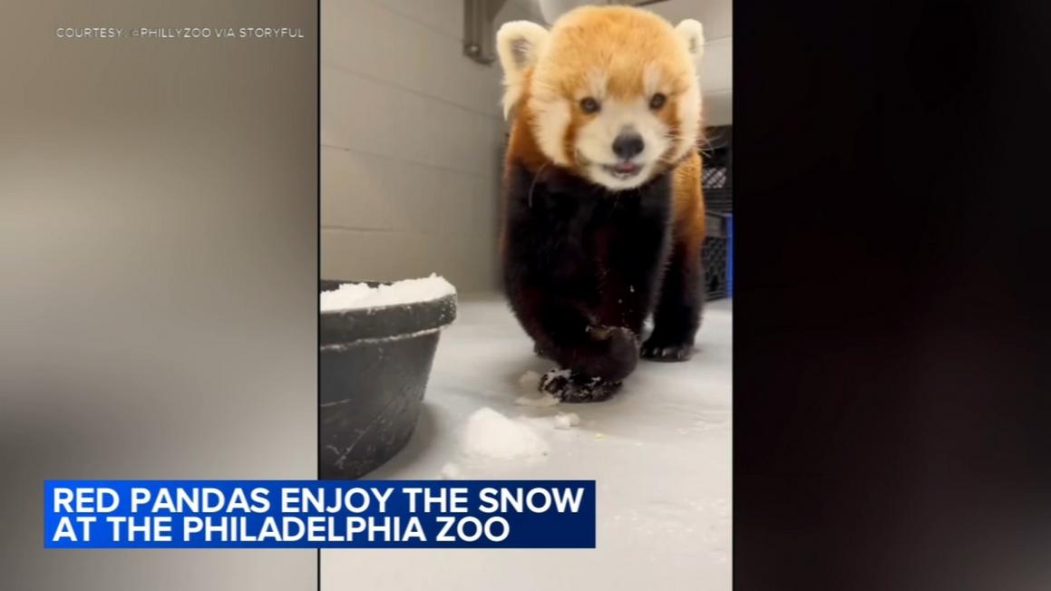 Gấu trúc đỏ đáng yêu thích thú với táo trong tuyết tại Sở thú Philadelphia 1 18492151 012826 wpvi red pandas snow philly zoo 530am vid