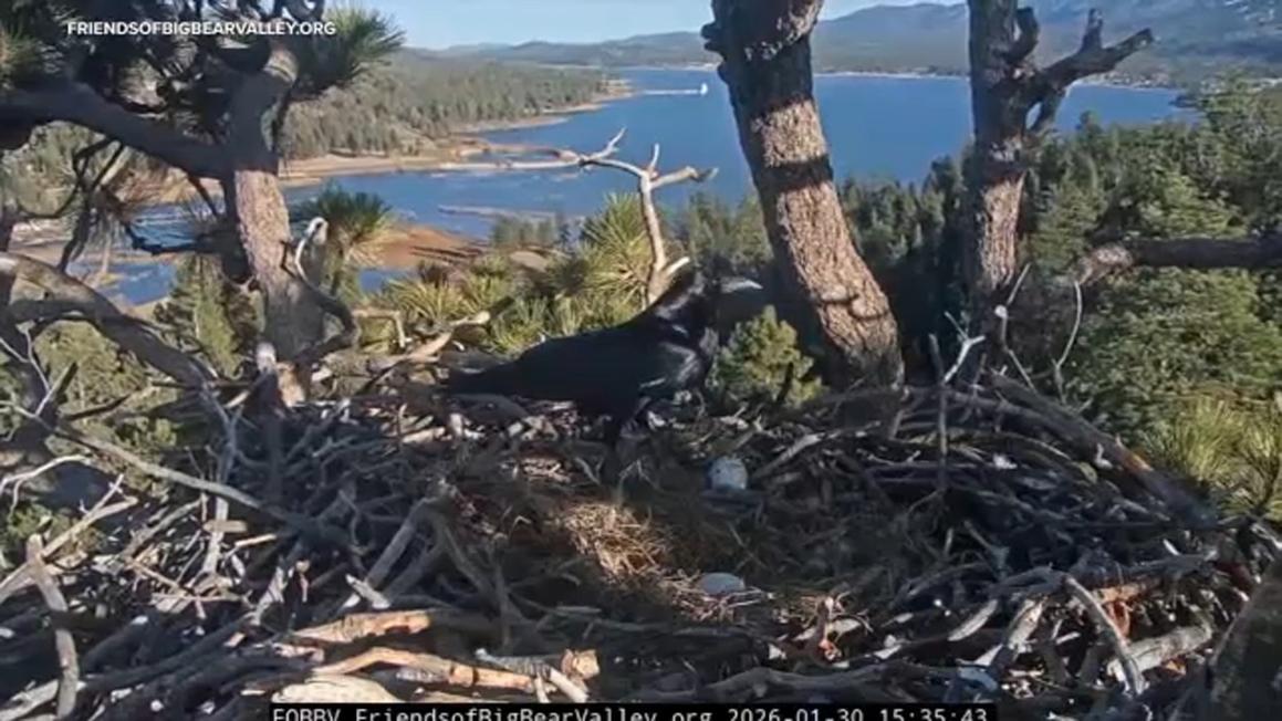 18513068 013026 kabc big bear eagles eggs lost tn img