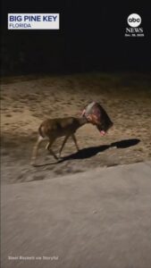 Người đàn ông giúp con nai bị kẹt túi trên đầu