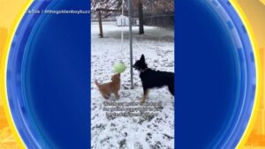 Nghi vấn nổ súng ở Minneapolis sau khi một sĩ quan ICE bắn chết một phụ nữ