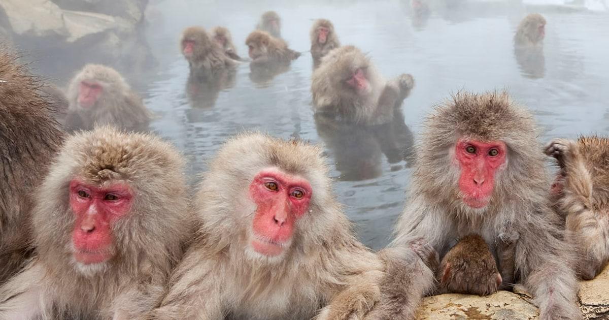 260112 macaque snow monkey mn 0940 3b37e9