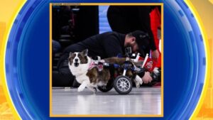 Corgi đua tốc độ tại trận bóng rổ của trường Đại học Ohio