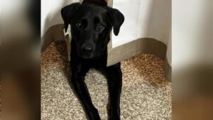 Cựu Tổng Thống Donald Trump bình luận về Greenland và các vấn đề liên quan