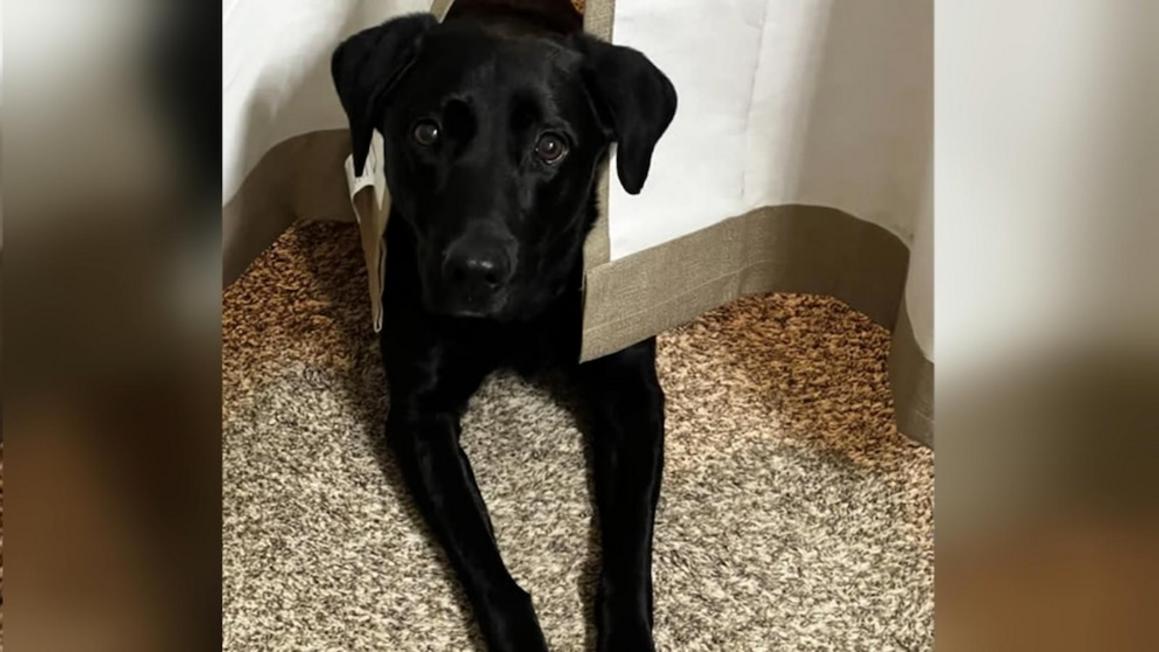 Cựu Tổng Thống Donald Trump bình luận về Greenland và các vấn đề liên quan 1