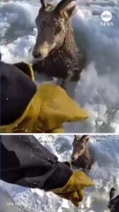 Cừu núi được giải cứu sau khi rơi xuống sông băng ở Colorado 14 Cừu núi được giải cứu sau khi rơi xuống sông băng ở Colorado