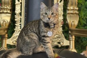 Quán cà phê mèo Sydney khai trương không gian mới tại Austin