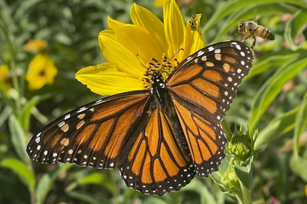 Trung Tâm Giá Cả San Marcos Cần Vật Tư cho Vườn Cây 1 404068