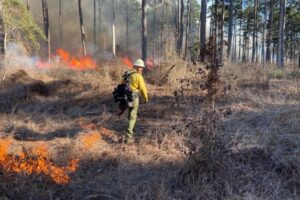 Kế hoạch đốt rừng theo quy định tại Rừng Tiểu bang W.G. Jones gần Conroe