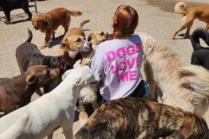 Hip Hounds: Dịch vụ chăm sóc chó tại Round Rock