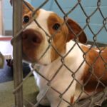 Chính quyền Kyle và Buda xem xét thỏa thuận xây dựng trại cứu hộ động vật