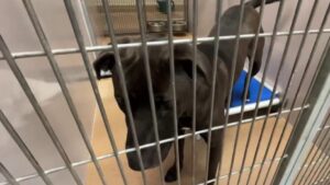 Nạn nhân tăng đột biến, nhà tạm trú ở San Jose quá tải 35 Nạn nhân tăng đột biến, nhà tạm trú ở San Jose quá tải