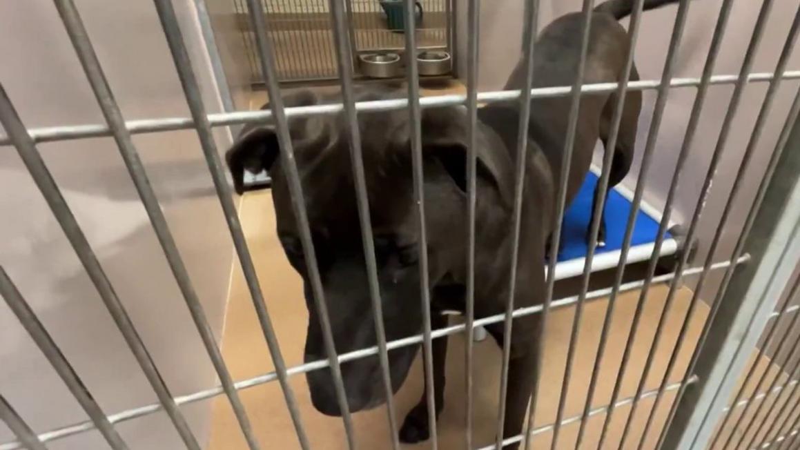 Nạn nhân tăng đột biến, nhà tạm trú ở San Jose quá tải 1 45033427700 1080pnbcstations