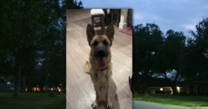 Chó đối diện án tử, chủ nhân Fort Bend County kêu cứu 35 Chó đối diện án tử, chủ nhân Fort Bend County kêu cứu