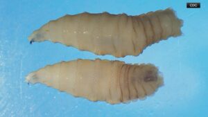 Mỹ chuẩn bị đối phó với sâu bọ ăn thịt người, Texas tuyên bố tình trạng thảm họa