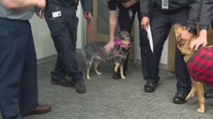 Cơ Quan Bảo Vệ Động Vật Kêu Gọi Chủ Vật Nuôi Đưa Thú Cưng Vào Trong Nhà Khi Thời Tiết Lạnh Giá Ở Houston