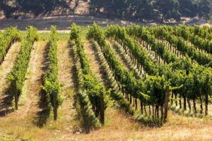 Nghiên cứu mới tại Sonoma: Vườn nho hữu cơ tái tạo có thể mang lại lợi nhuận