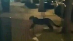 Thú săn mồi ở San Francisco đã được tìm thấy 33 Thú săn mồi ở San Francisco đã được tìm thấy