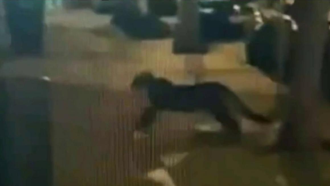 Animal control locates mountain lion in San Francisco