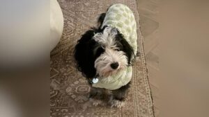 Công ty drone giúp tìm thấy chó cưng bị lạc trong cơn bão tuyết ở Philadelphia