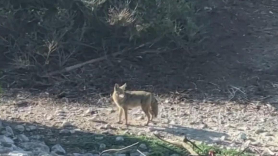 Coyote swimming near Alcatraz Island makes it to the island