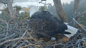 Cặp đại bàng ở Big Bear chào đón quả trứng đầu tiên trong năm