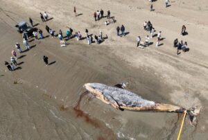 Cá voi xám đối mặt nguy cơ tuyệt chủng do biến đổi khí hậu