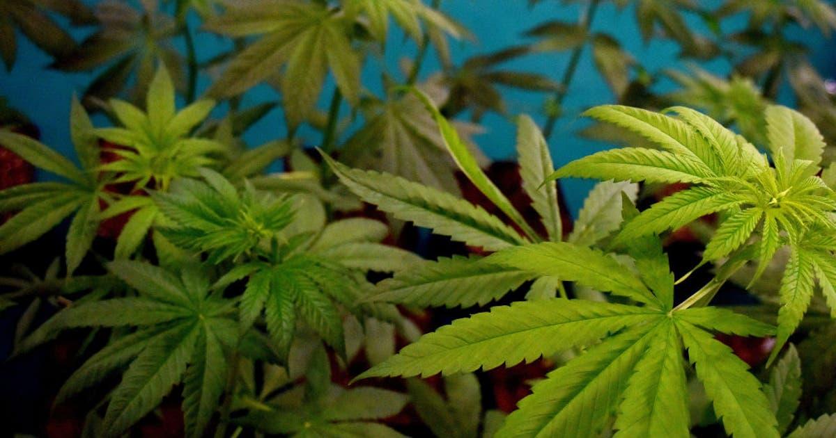 Texas Alcohol and Beverage Commission Hoàn Thiện Quy Tắc Mới Cho Ngành Công Nghiệp Cần Sa Hợp Pháp 1 GettyImages 1202253011