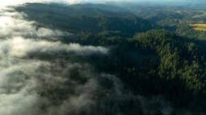 Khu bảo tồn cây gỗ đỏ cổ thụ ở Vùng Vịnh sẽ được mở rộng