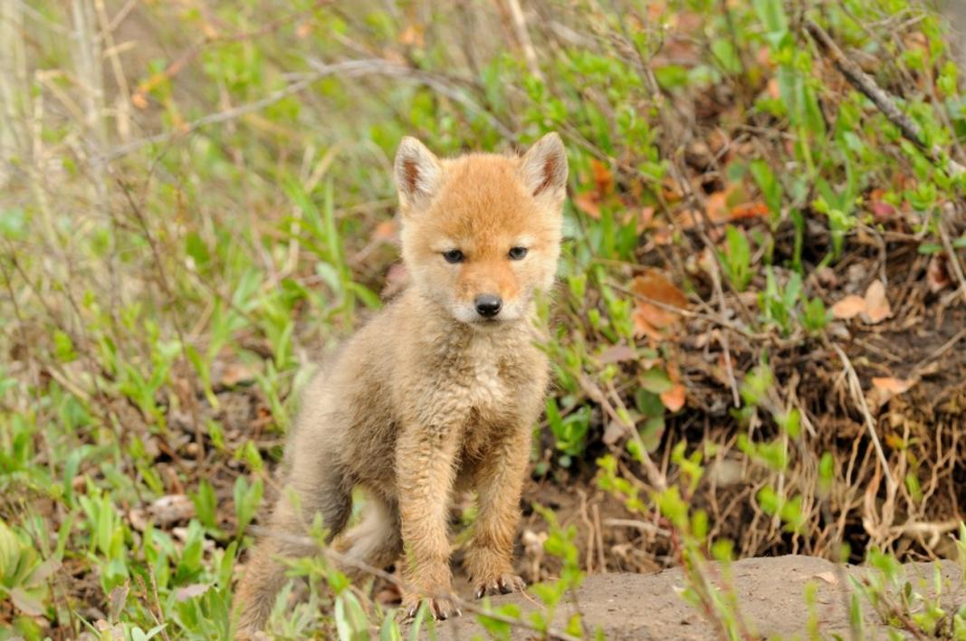 MIJ L TAILS COL 0120