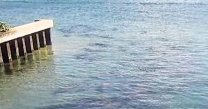 Dân Chủ và Tổng Thống Trump đạt thỏa thuận trong cuộc chiến đóng cửa chính phủ