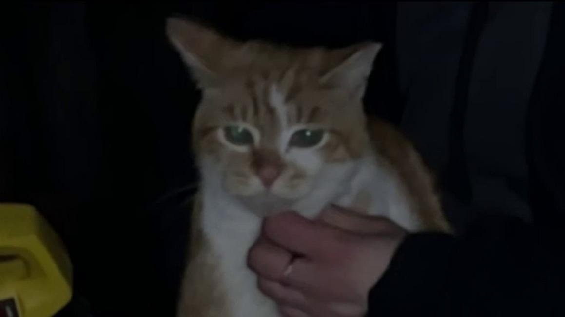 Neighborhood cat in San Jose recovering after being shot with arrow