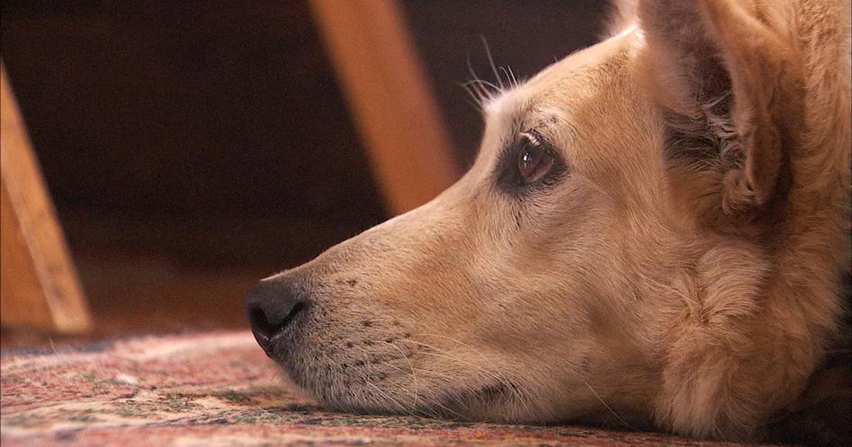 Texas đối phó với bão tuyết, bảo vệ vật nuôi 1 P20PET20ALLERGY20RELIEF205P20 00.01.36.22 1490309662956 2929616 ver1.0