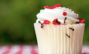 Muốn diệt kiến trong nhà? Sau đây là những bước bạn có thể thực hiện 16 Muốn diệt kiến trong nhà? Sau đây là những bước bạn có thể thực hiện