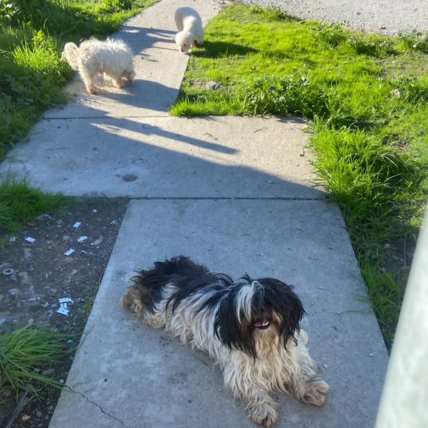 SJM L FREMONTDOGS 0112 02