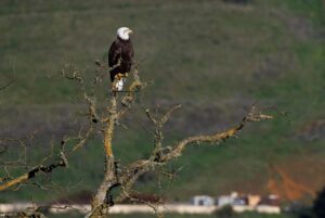 Nhóm ở Palo Alto mua 2.284 mẫu đất tại Sargent Ranch, chấm dứt 10 năm tranh chấp