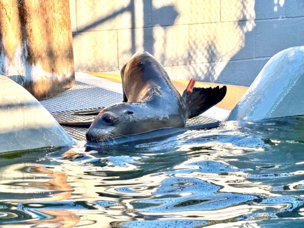 SJM L SEALION 0116 01