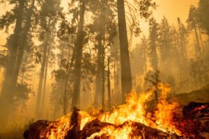 Dự Luật ‘Sửa chữa Rừng’ có thể làm tăng nguy cơ cháy rừng