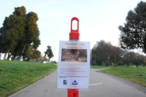 Sư tử núi lang thang khu phố giàu ở San Francisco trước khi bị bắt