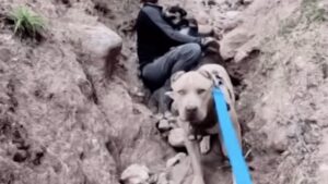 Ba chú chó đoàn tụ với chủ sau khi được giải cứu ở Thung lũng Santa Clarita