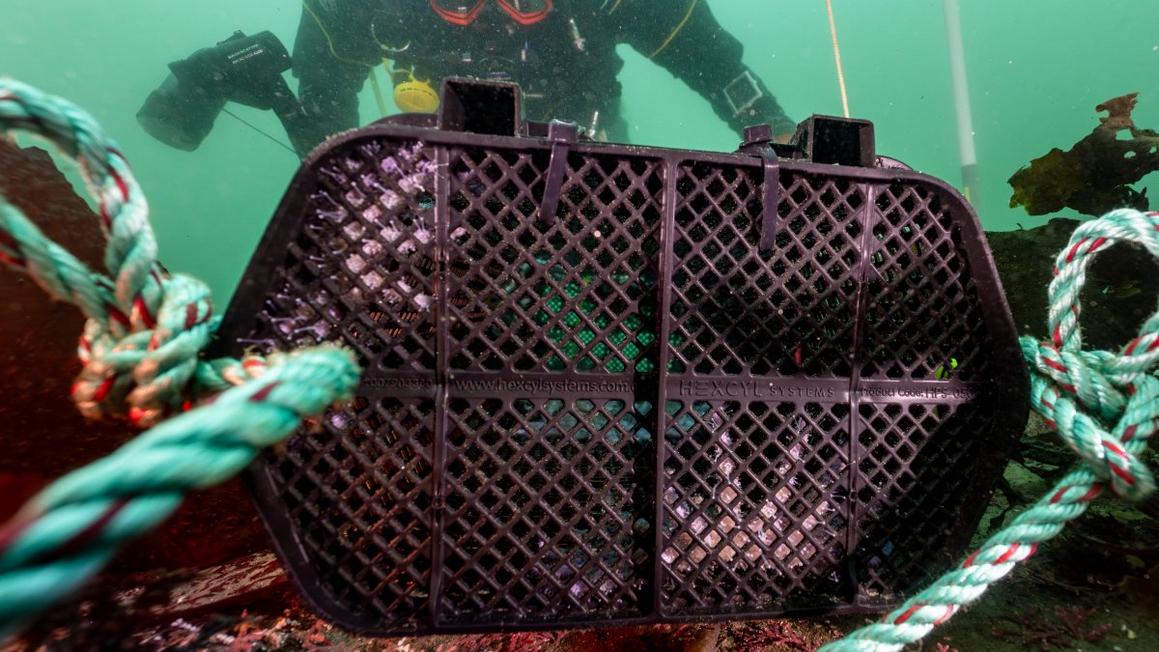 Nỗ lực phục hồi sao biển hoa hướng dương gặp nhiều thuận lợi 1 Sunflower Stars in an ocean pod during the eDNA portion of the study Copyright Pat Webster1