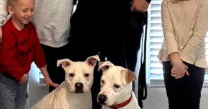 Lính cứu hỏa nhận nuôi chó con được cứu khỏi vụ hỏa hoạn