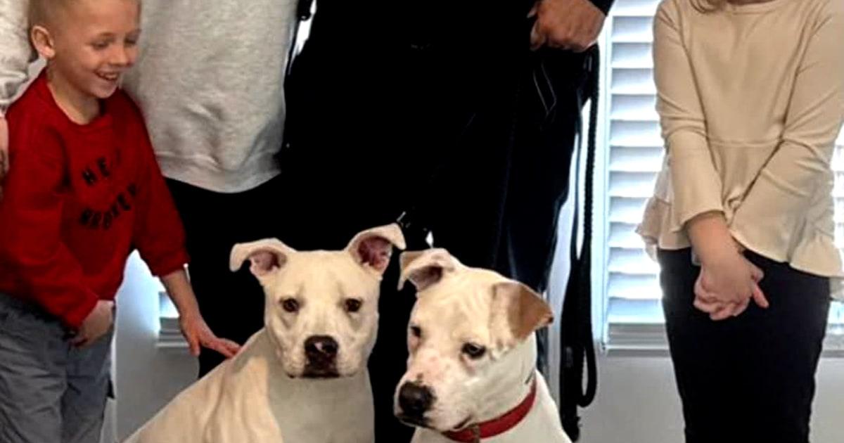 Lính cứu hỏa nhận nuôi chó con được cứu khỏi vụ hỏa hoạn 1 THumb