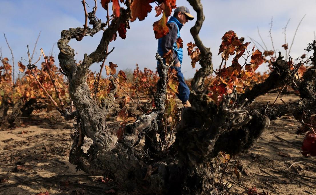 TPD L kp1202 Dune Vine 13