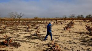 Chủ vườn nho Sonoma cứu vườn nho lịch sử ở East Bay