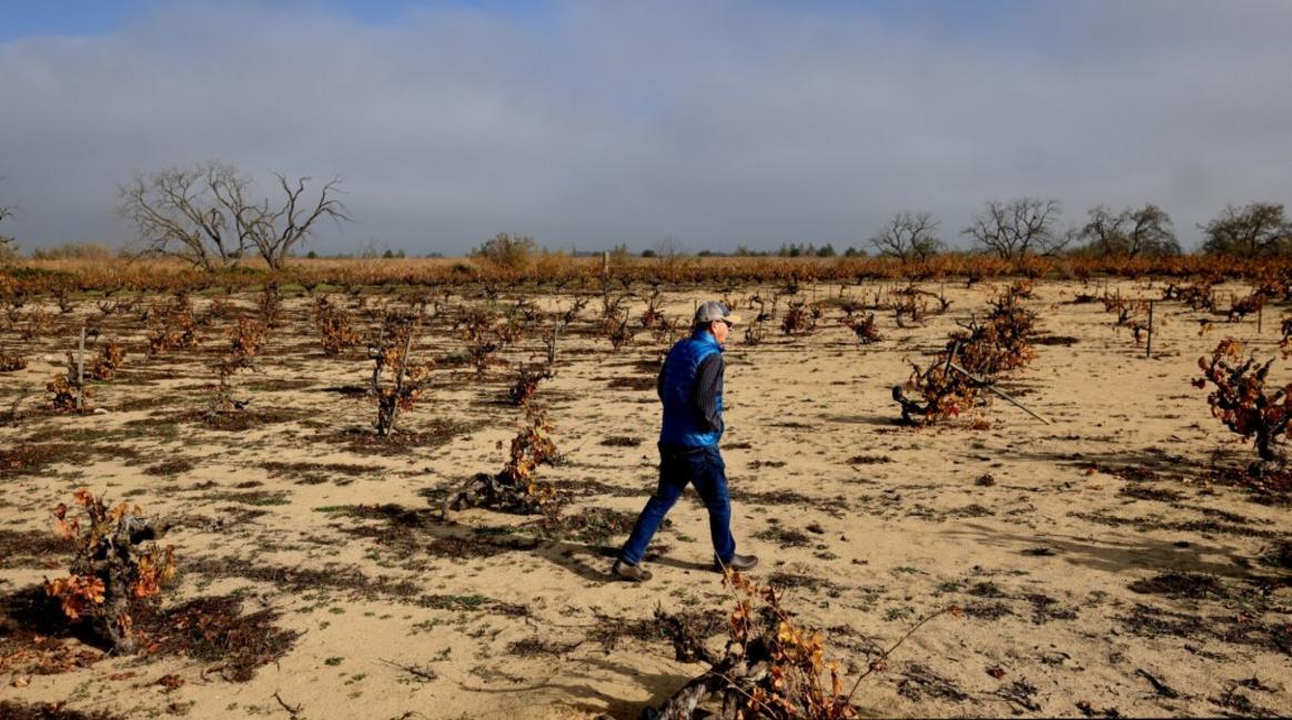 TPD L kp1202 Dune Vine 21