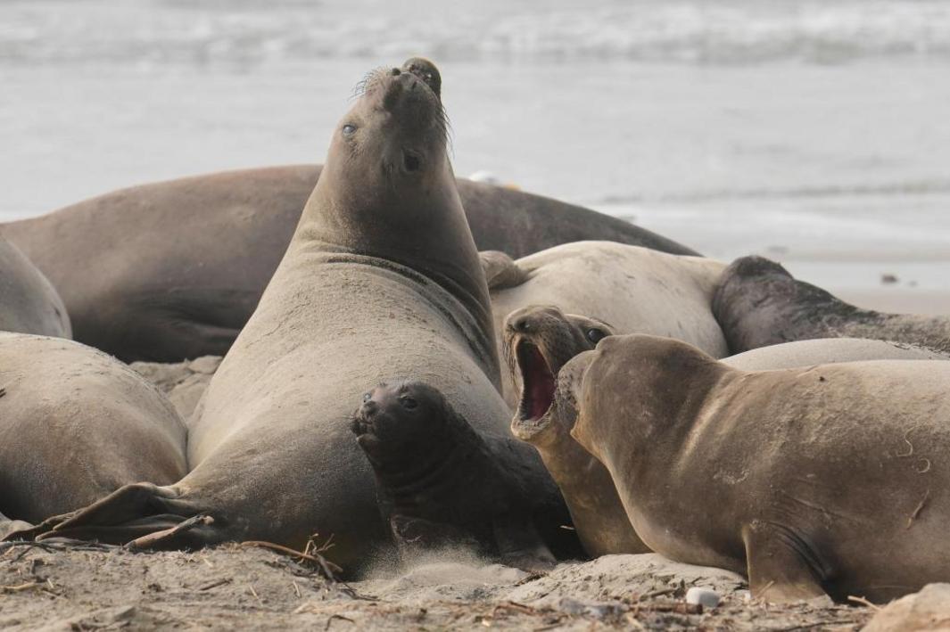US Elephant Seals 52552