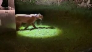 Sư tử núi bị bắt ở San Francisco đã được thả về tự nhiên