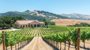 Thiết kế nhà sang trọng hài hòa với vườn nho