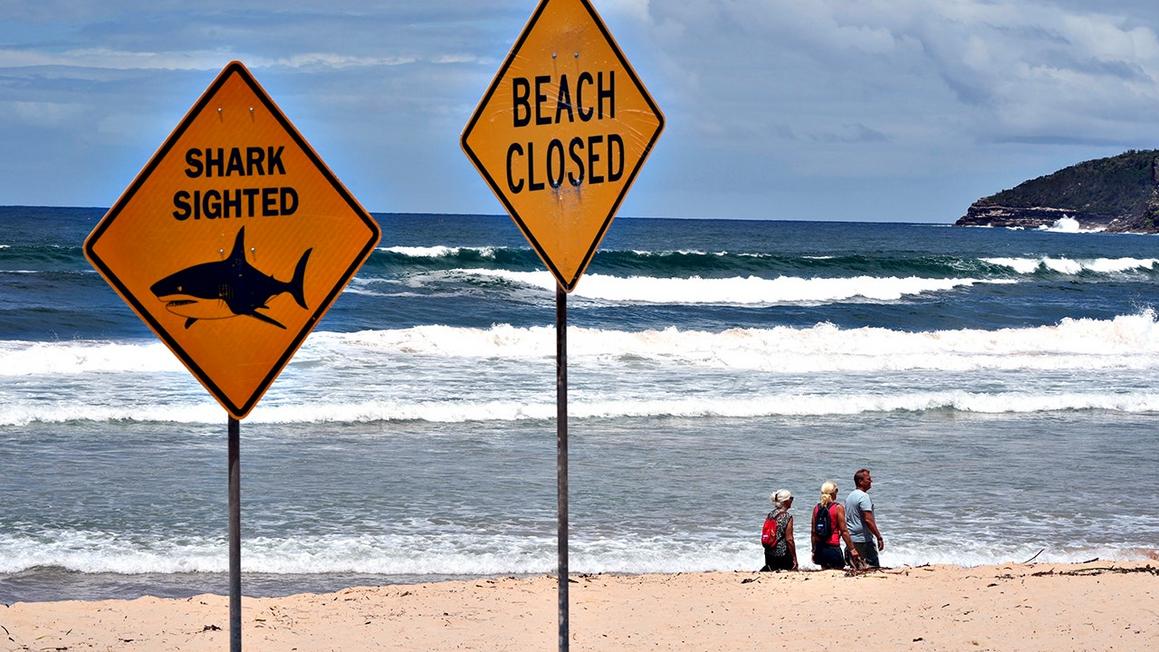 australia shark attack beach signs