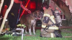 Cháy Nhà Lúc Nửa Đêm ở Houston, Cứu Được Chú Chó 33 Cháy Nhà Lúc Nửa Đêm ở Houston, Cứu Được Chú Chó